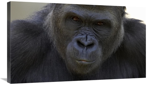 Global Gallery GCS-450906-36-142 36 in. Western Lowland Gorilla Portra