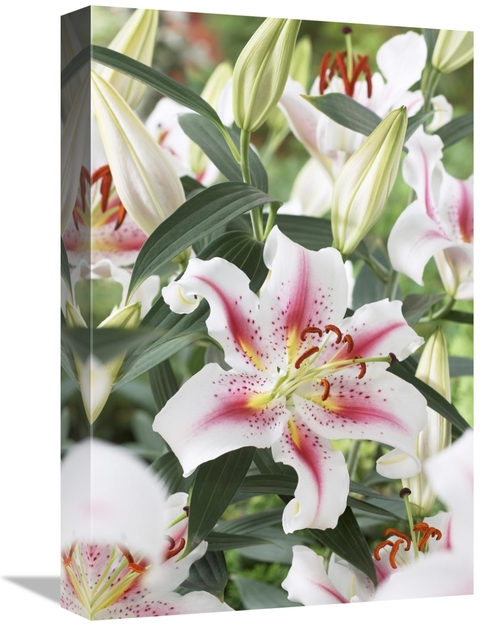 Global Gallery GCS-398348-1218-142 12 x 18 in. Lily Rosy Dawn Variety 