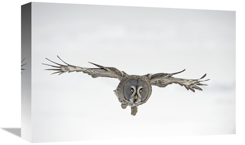 Global Gallery GCS-398262-1218-142 12 x 18 in. Great Grey Owl Flying&#
