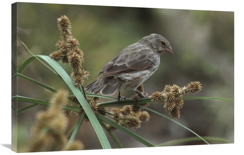 Global Gallery GCS-451052-2436-142 24 x 36 in. Small Ground-Finch Fema