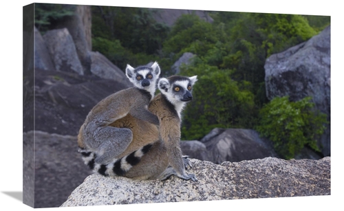Global Gallery GCS-453244-1624-142 16 x 24 in. Ring-Tailed Lemur & You