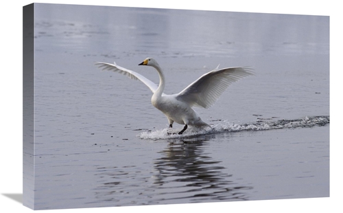 Global Gallery GCS-452350-1624-142 16 x 24 in. Whooper Swan Landing on