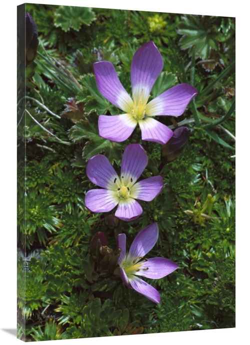 Global Gallery GCS-451642-2436-142 24 x 36 in. Andean Flowers in Boggy