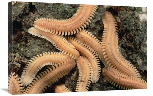 Global Gallery GCS-451017-2030-142 20 x 30 in. Millipede Brood, Ne