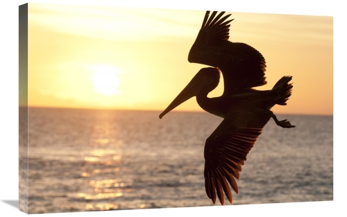 Global Gallery GCS-395608-2030-142 20 x 30 in. Brown Pelican Flying&#4