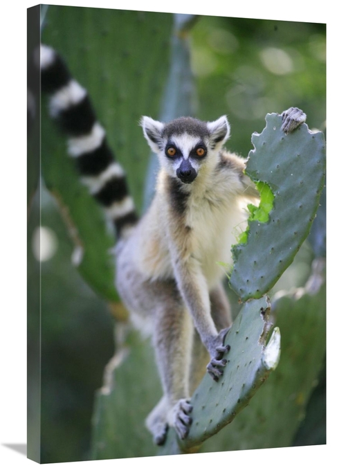 Global Gallery GCS-398077-2030-142 20 x 30 in. Ring-Tailed Lemur Eatin