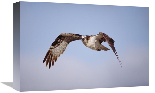 Global Gallery GCS-451955-1218-142 12 x 18 in. Osprey Adult Flying&#44