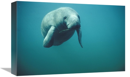 Global Gallery GCS-395648-1218-142 12 x 18 in. West Indian Manatee or 