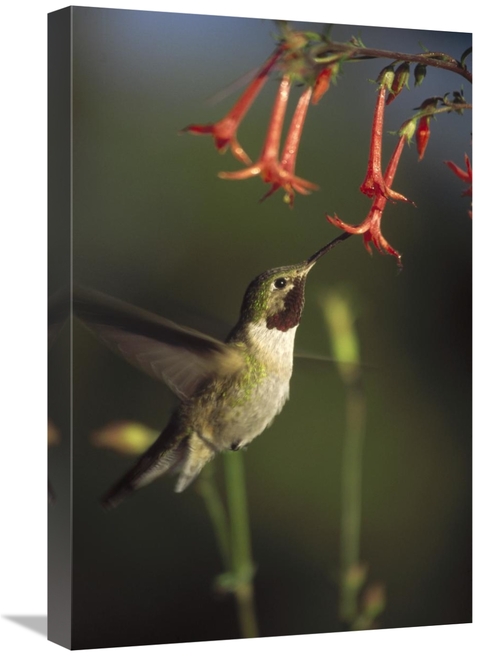 Global Gallery GCS-396779-1624-142 16 x 24 in. Broad-Tailed Hummingbir