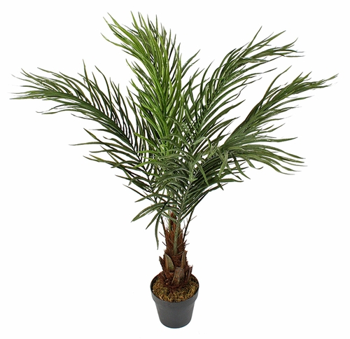 Phoenix Robellini Palm In Pot 90cm Green