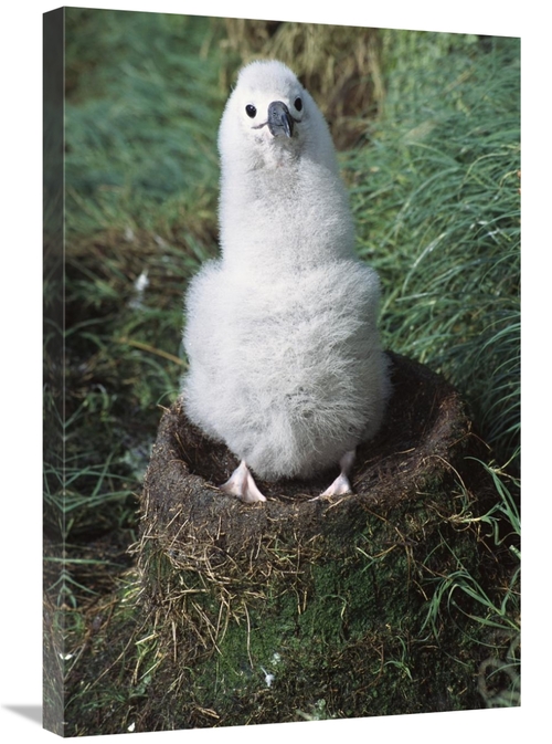 Global Gallery GCS-451611-2030-142 20 x 30 in. Campbell Albatross Two 