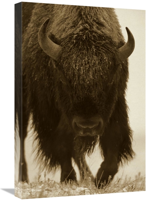 Global Gallery GCS-395919-1624-142 16 x 24 in. American Bison Portrait