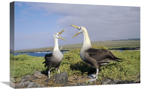 Global Gallery GCS-451366-1624-142 16 x 24 in. Waved Albatross Pair Co