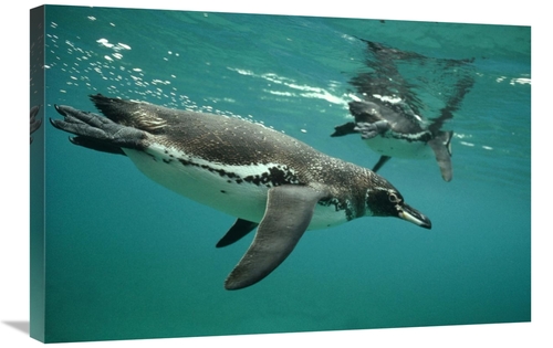 Global Gallery GCS-395579-2030-142 20 x 30 in. Galapagos Penguins Divi