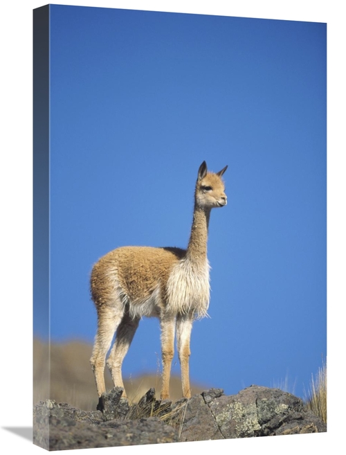 Global Gallery GCS-451265-1624-142 16 x 24 in. Vicuna Portrait, Pa