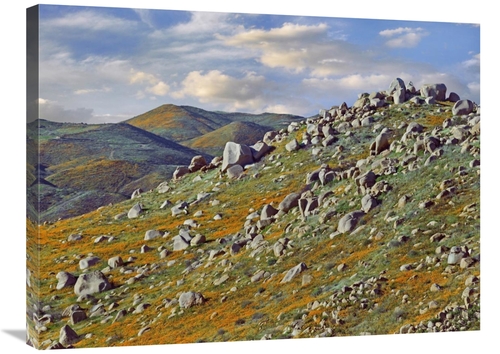 Global Gallery GCS-397097-2432-142 24 x 32 in. California Poppy Flower