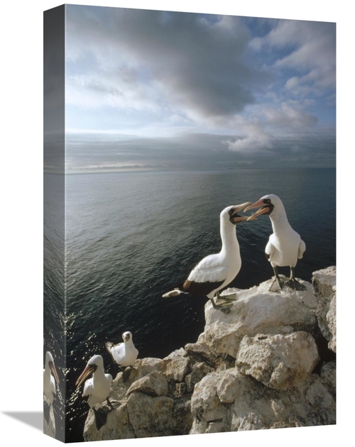 Global Gallery GCS-451295-1218-142 12 x 18 in. Masked Booby Courting P