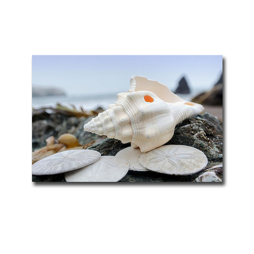 Artistic Home Gallery 2436E870IG Crescent Beach Shells No 11 by Alan B