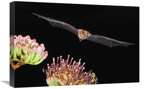 Global Gallery GCS-453330-1624-142 16 x 24 in. Lesser Long-Nosed Bat F