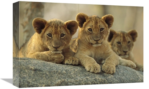 Global Gallery GCS-396866-1218-142 12 x 18 in. African Lion Three Cubs