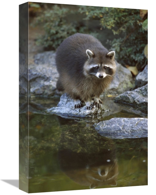 Global Gallery GCS-452631-1218-142 12 x 18 in. Raccoon At Waters Edge&