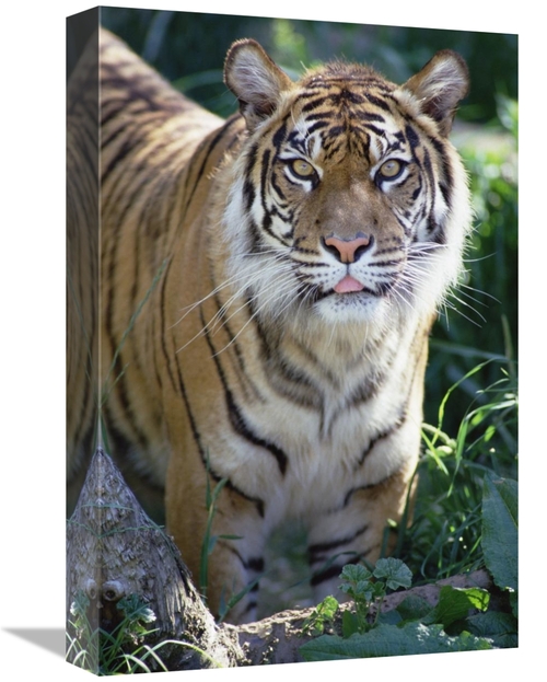 Global Gallery GCS-452756-1218-142 12 x 18 in. Bengal Tiger Portrait&#