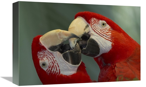 Global Gallery GCS-398150-1218-142 12 x 18 in. Scarlet Macaw Pair Kiss