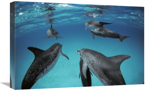 Global Gallery GCS-450678-1624-142 16 x 24 in. Atlantic Spotted Dolphi