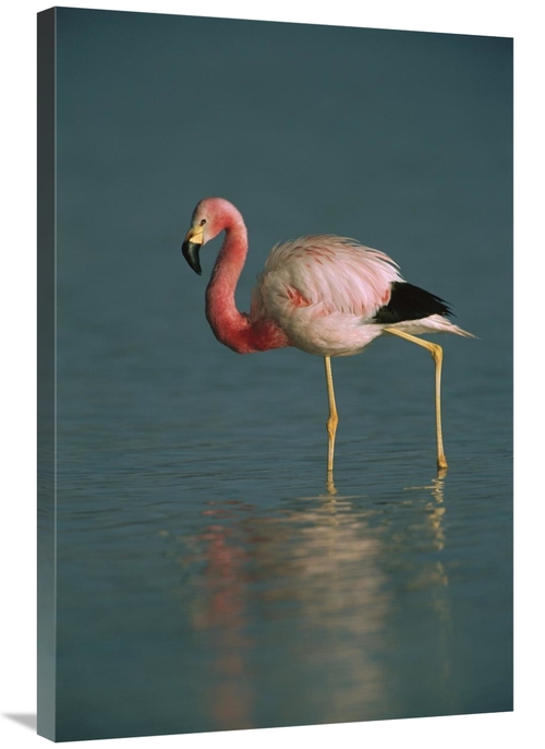 Global Gallery GCS-453169-2436-142 24 x 36 in. Andean Flamingo Wading&