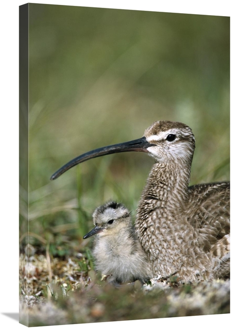 Global Gallery GCS-451910-2030-142 20 x 30 in. Whimbrel Chick with Par