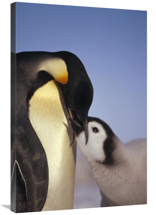 Global Gallery GCS-451124-2436-142 24 x 36 in. Emperor Penguin Parent 