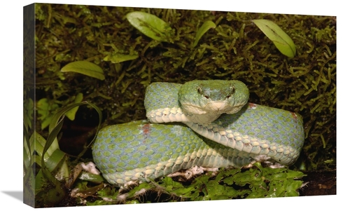 Global Gallery GCS-453190-1624-142 16 x 24 in. Eyelash VIper Coiled on