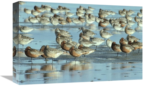 Global Gallery GCS-395577-1218-142 12 x 18 in. Black-Tailed Godwit Flo