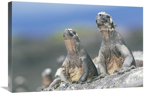 Global Gallery GCS-451251-2030-142 20 x 30 in. Marine Iguanas Sky Poin