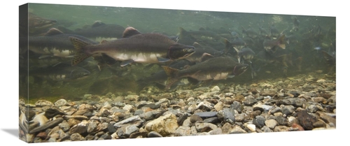 Global Gallery GCS-395451-30-142 30 in. Pink Salmon Swimming During Mi