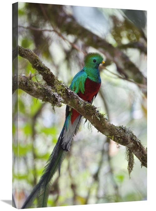 Global Gallery GCS-452658-2030-142 20 x 30 in. Resplendent Quetzal Mal