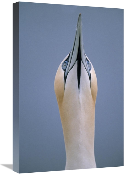 Global Gallery GCS-453608-1624-142 16 x 24 in. Northern Gannet Skypoin