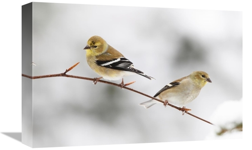 Global Gallery GCS-397599-1218-142 12 x 18 in. American Goldfinch Pair