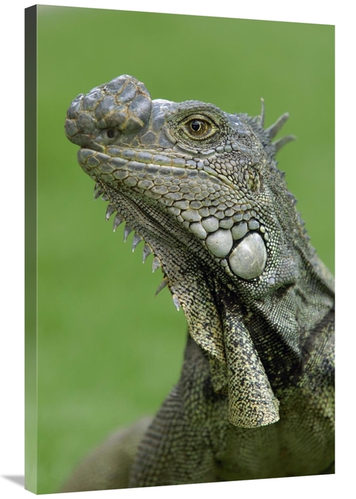 Global Gallery GCS-453069-2436-142 24 x 36 in. Green Iguana, Semin