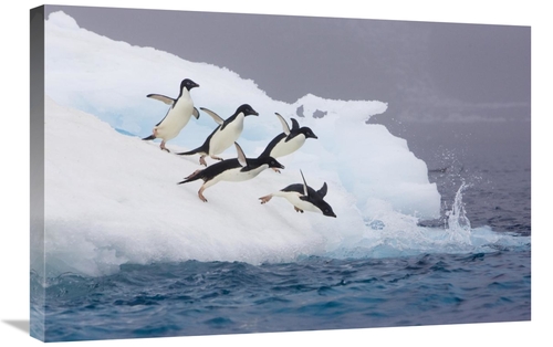 Global Gallery GCS-395824-2030-142 20 x 30 in. Adelie Penguin Diving O