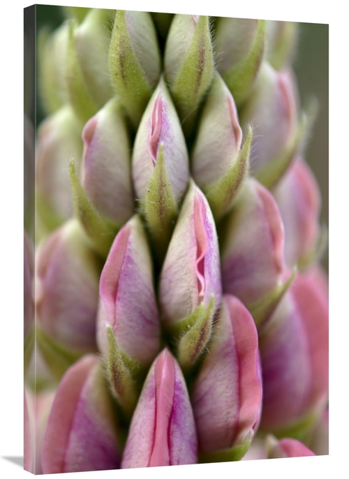 Global Gallery GCS-398003-2436-142 24 x 36 in. Detail of Budding Lupin