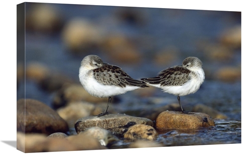 Global Gallery GCS-397094-1624-142 16 x 24 in. Western Sandpipers Pair