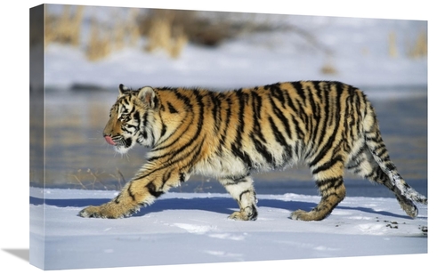 Global Gallery GCS-452722-1624-142 16 x 24 in. Siberian Tiger Cub Walk