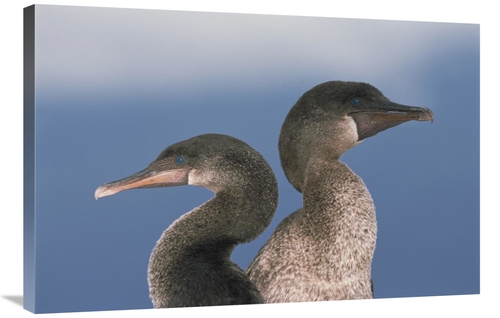 Global Gallery GCS-451509-2436-142 24 x 36 in. Flightless Cormorant Pa