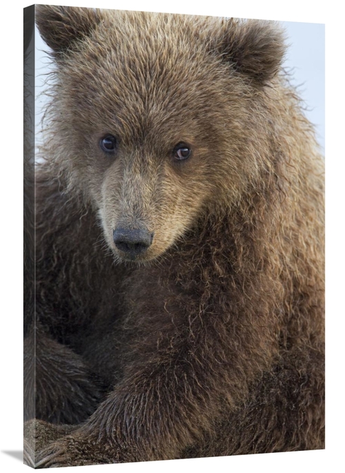 Global Gallery GCS-395316-2436-142 24 x 36 in. Grizzly Bear Cub, L