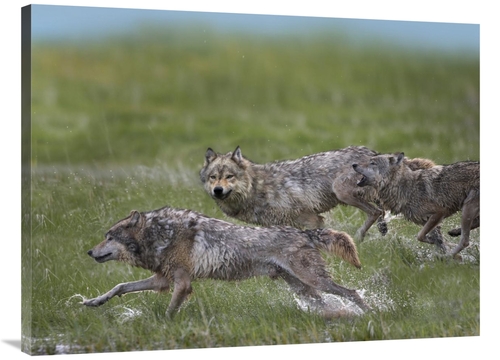 Global Gallery GCS-396346-3040-142 30 x 40 in. Gray Wolf Trio Running 