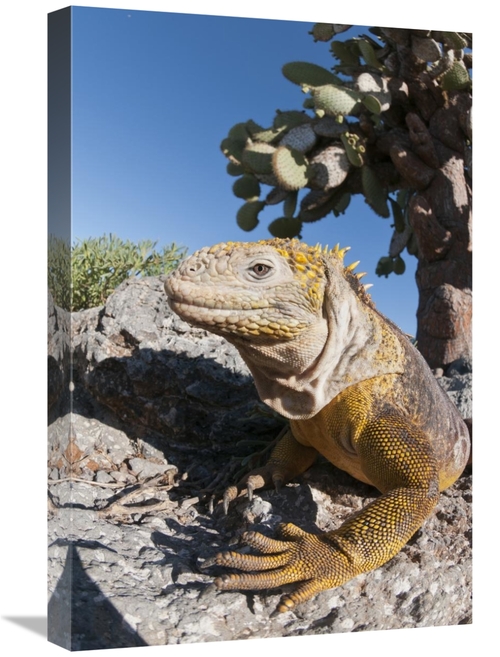 Global Gallery GCS-395620-1624-142 16 x 24 in. Galapagos Land Iguana B