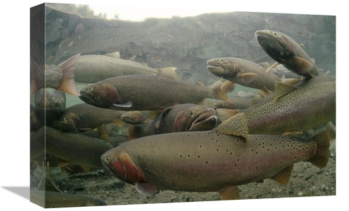 Global Gallery GCS-451873-1218-142 12 x 18 in. Cutthroat Trout Group i