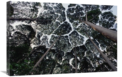 Global Gallery GCS-450737-2030-142 20 x 30 in. Kapur Trees Showing Cro