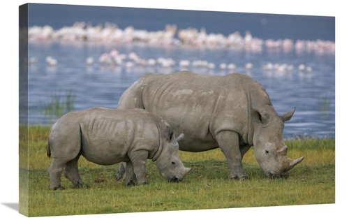 Global Gallery GCS-395345-2030-142 20 x 30 in. White Rhinoceros Mother